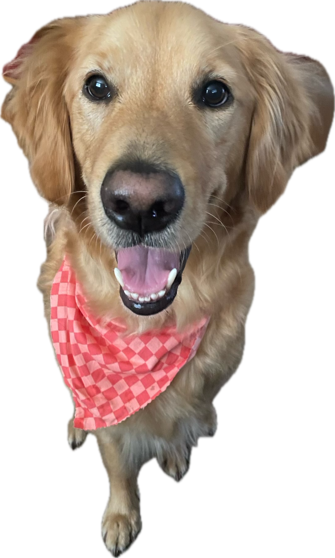Custom Dog Keychain with picture of your pup